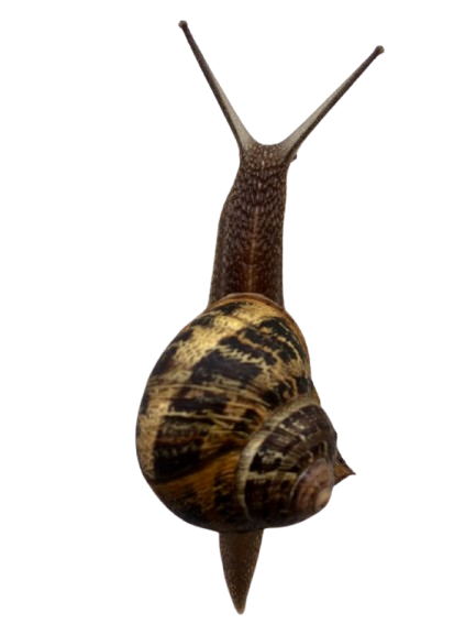Crawling Snail
