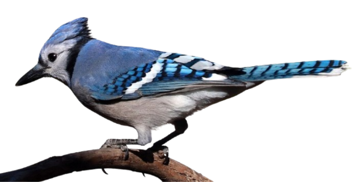 image of a blue jay