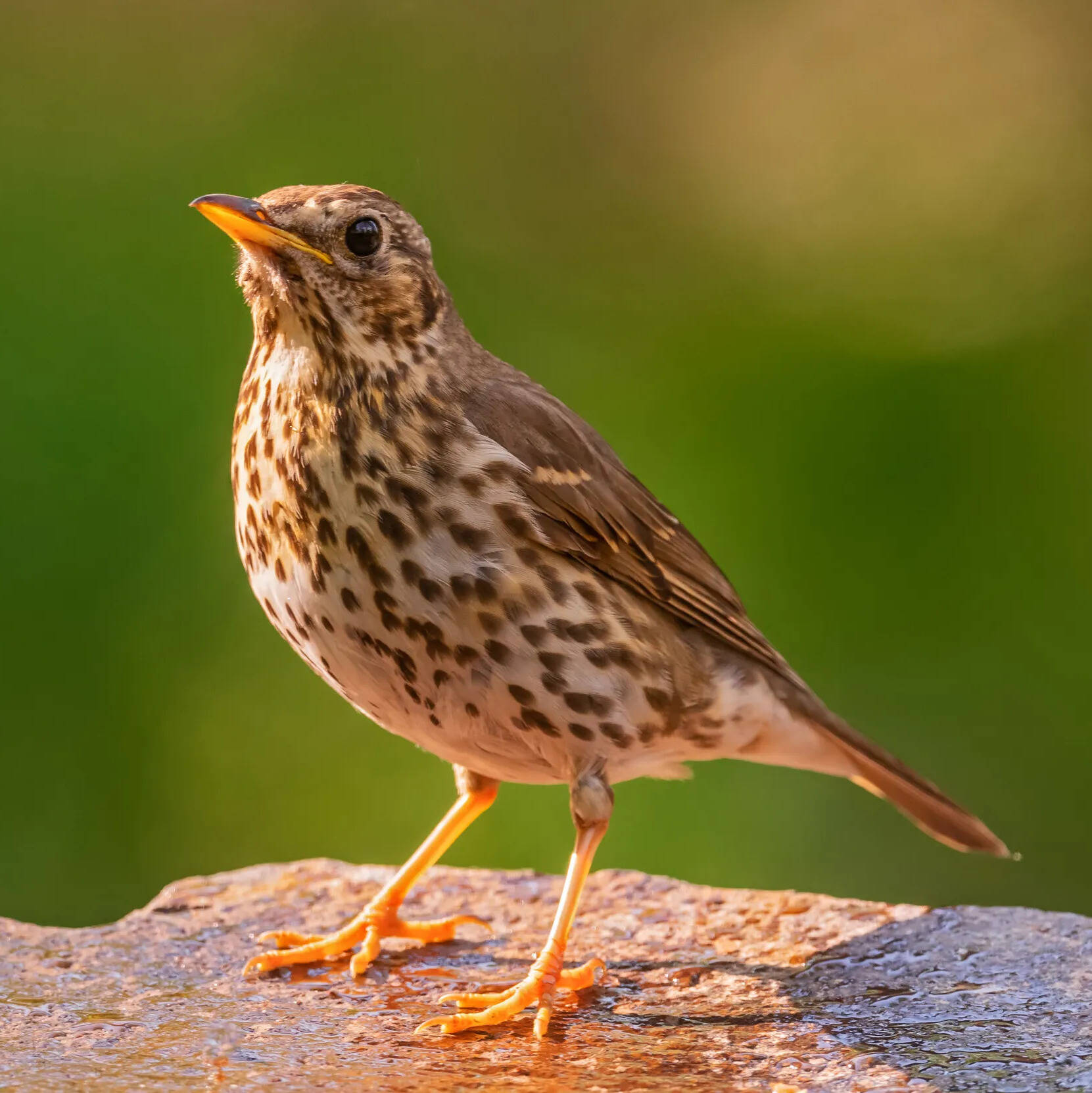 Song Thrush